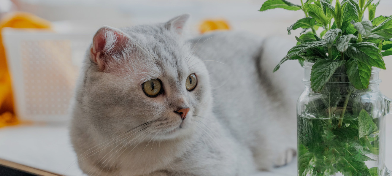 Натуральное успокаивающее средство — кошачья мята