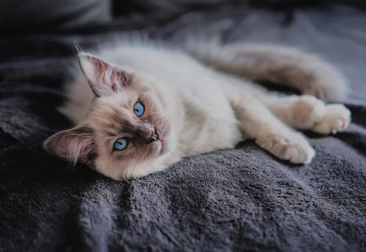 Какие кошки считаются самыми красивыми?