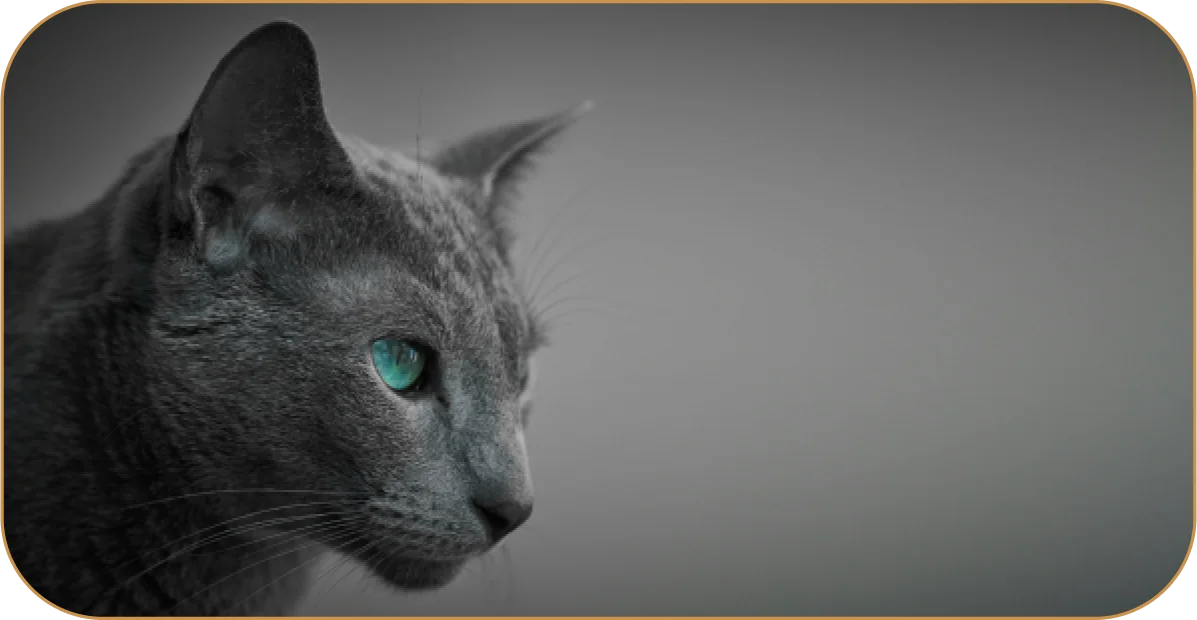 Цветовой диапазон кошачьих глаз довольно широк