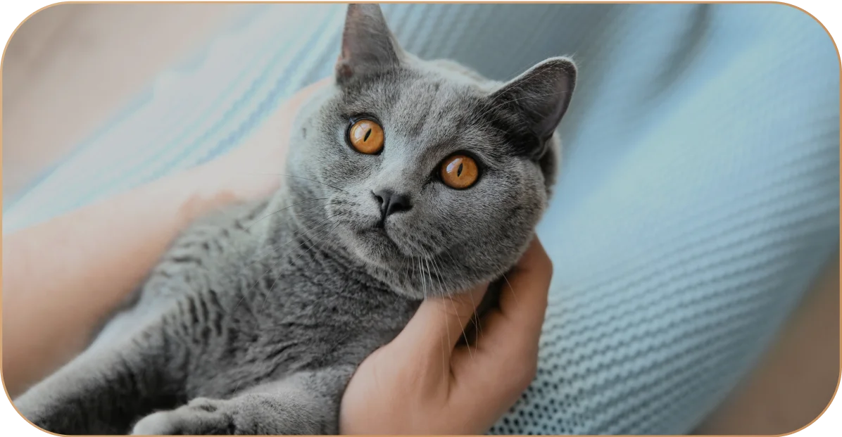 Медные глаза – особенность британских и шотландских кошек