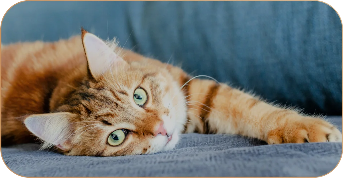 Цвет глаз у кошек: почему меняется, от чего зависит | SHEBA®