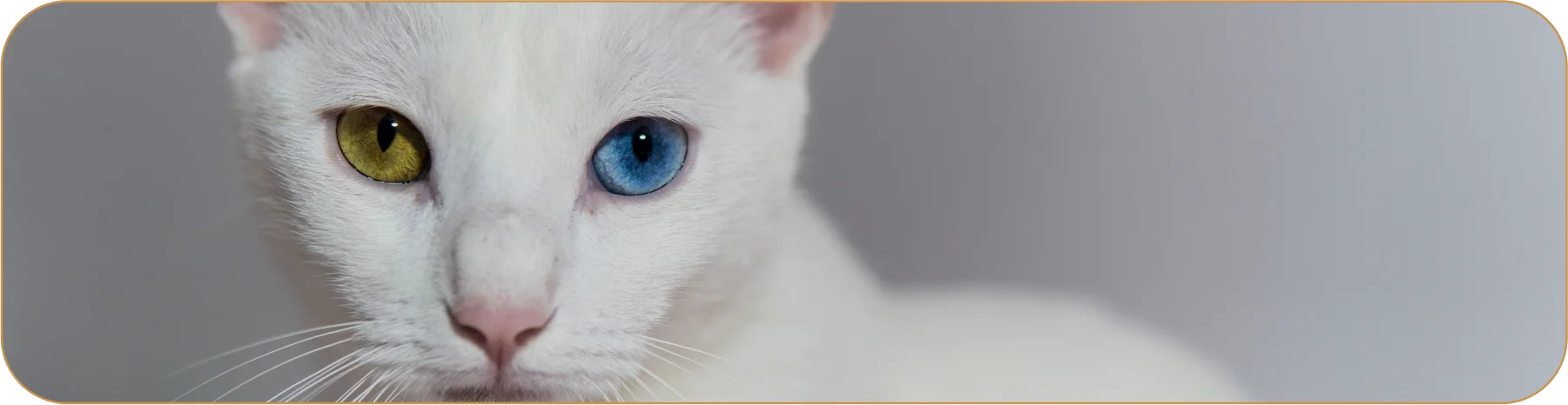 Кошки с разноцветными глазами считаются символом удачи