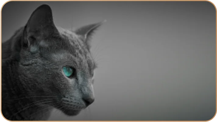 Какого цвета могут быть глаза у кошки?