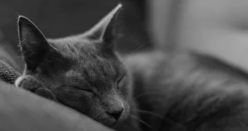 Почему кошки любят спать со своими хозяевами?