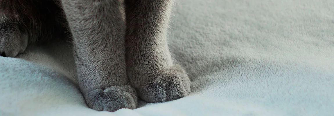 Почему кошки мнут лапами человека или одеяло? | SHEBA®
