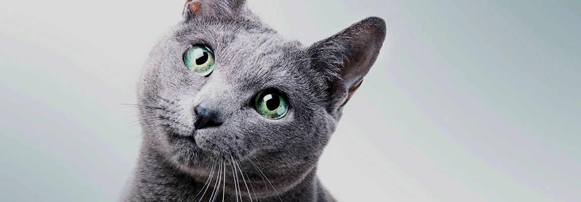 Самые ласковые и добрые породы кошек: ТОП-5 пород с фото | SHEBA®