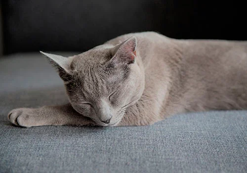 Сон кошки: как обеспечить комфорт