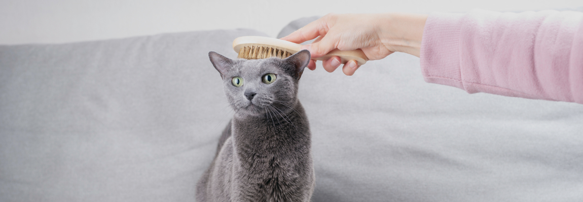 Как красиво подстричь кошку?