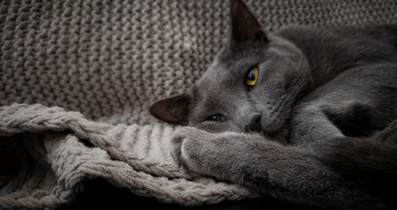 Что делать, если коту скучно одному дома?
