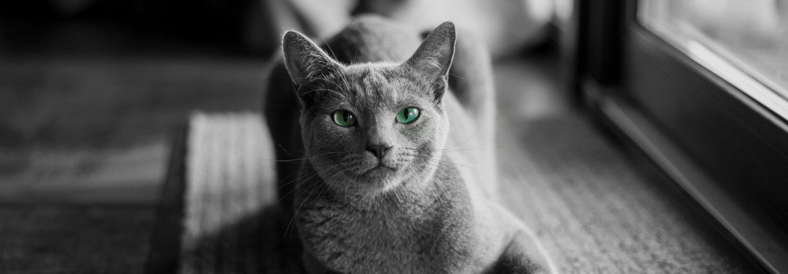 Редкие породы кошек: топ-10 самых необычных пород | SHEBA®