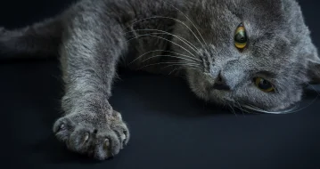 Антицарапки для кошек: зачем они нужны?