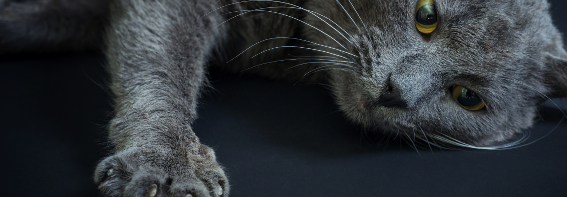 Антицарапки для кошек: зачем они нужны?