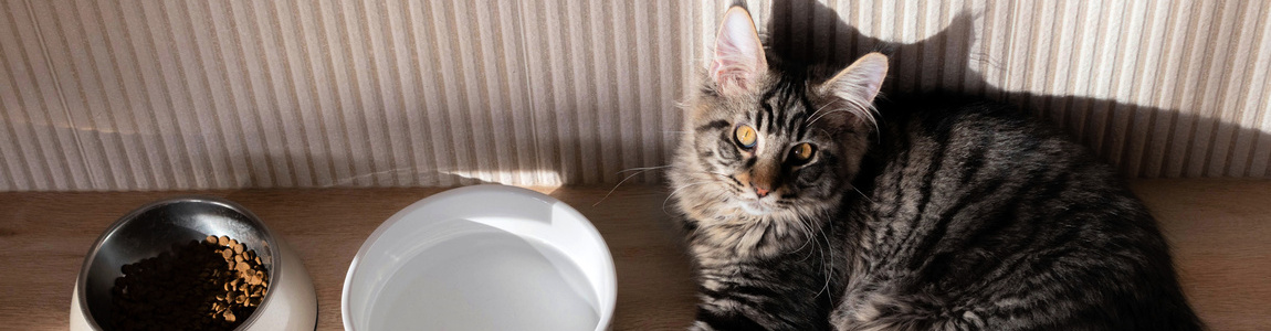 Кот не пьет воду из миски