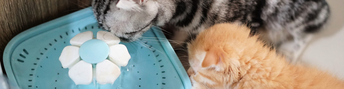 Как приучить кошку пить воду из питьевого фонтанчика? | SHEBA®