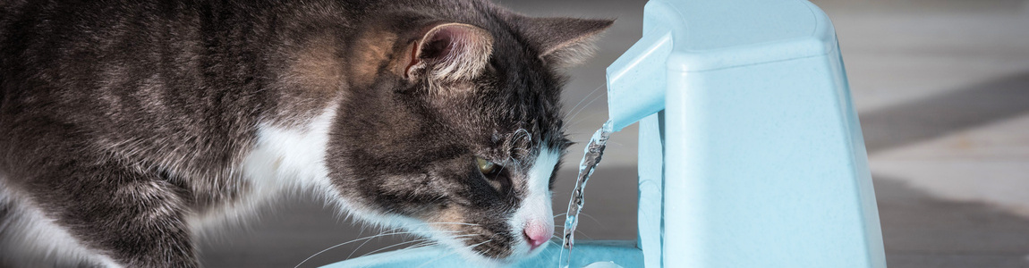 Как приучить кошку пить воду из питьевого фонтанчика? | SHEBA®