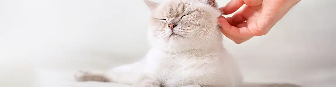 Фелинотерапия — метод терапии с помощью кошек
