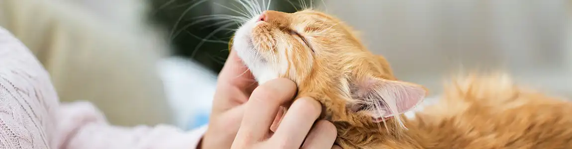 Мурчание кошки — лучший антистресс для человека