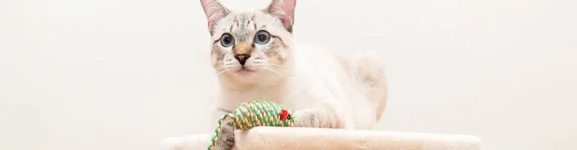 Как правильно играть с кошкой: как развлечь кота? | SHEBA®