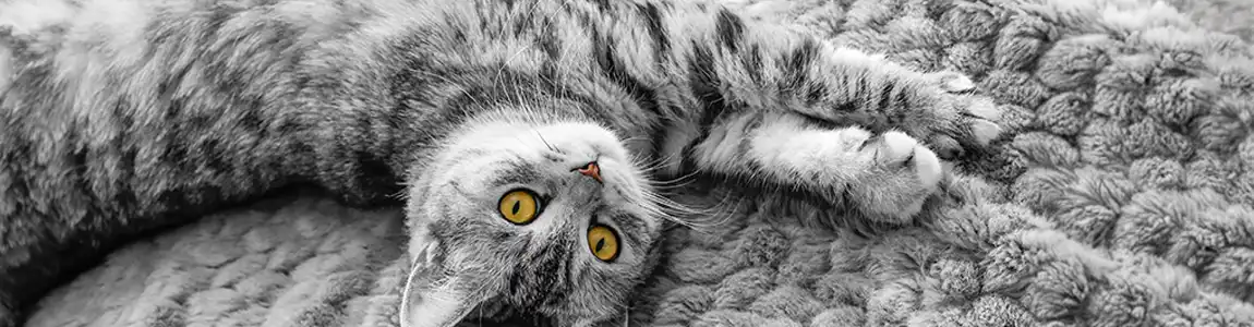 Антицарапки для кошек: плюсы и минусы | SHEBA®