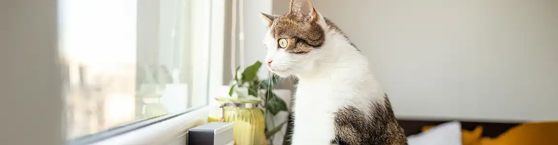 Как развеселить кота, когда он один дома? | SHEBA®