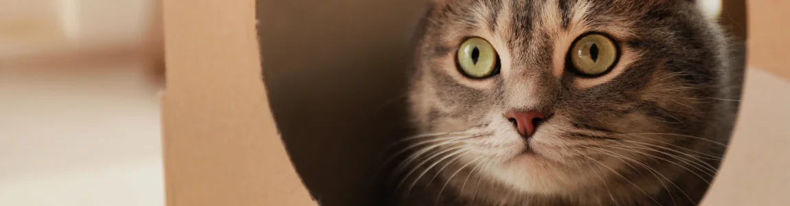 Кошки любят картонные коробки