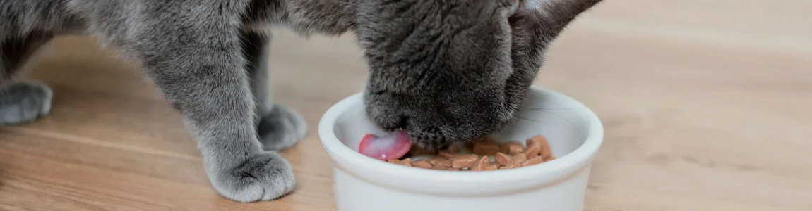 В корме содержатся все витамины, необходимые для здоровья кошки