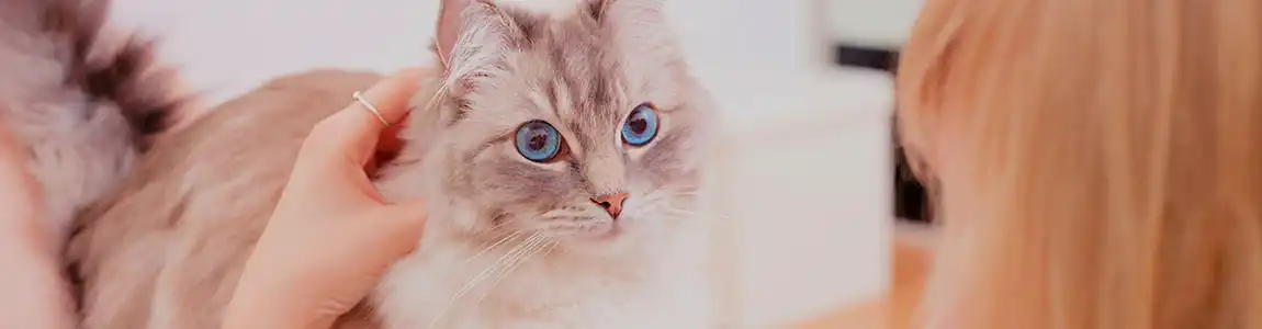 Почему кошки мнут лапами человека или одеяло? | SHEBA®