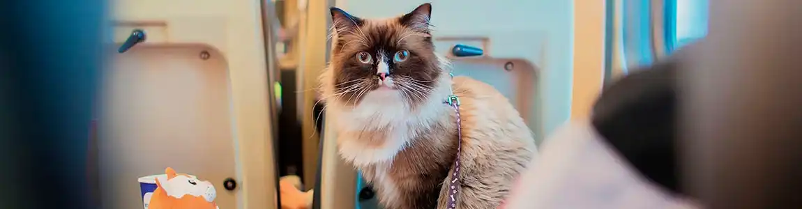 Как перевозить кошку в поезде?