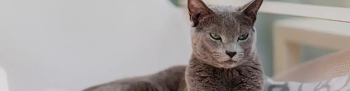 Характер русский голубой кошки